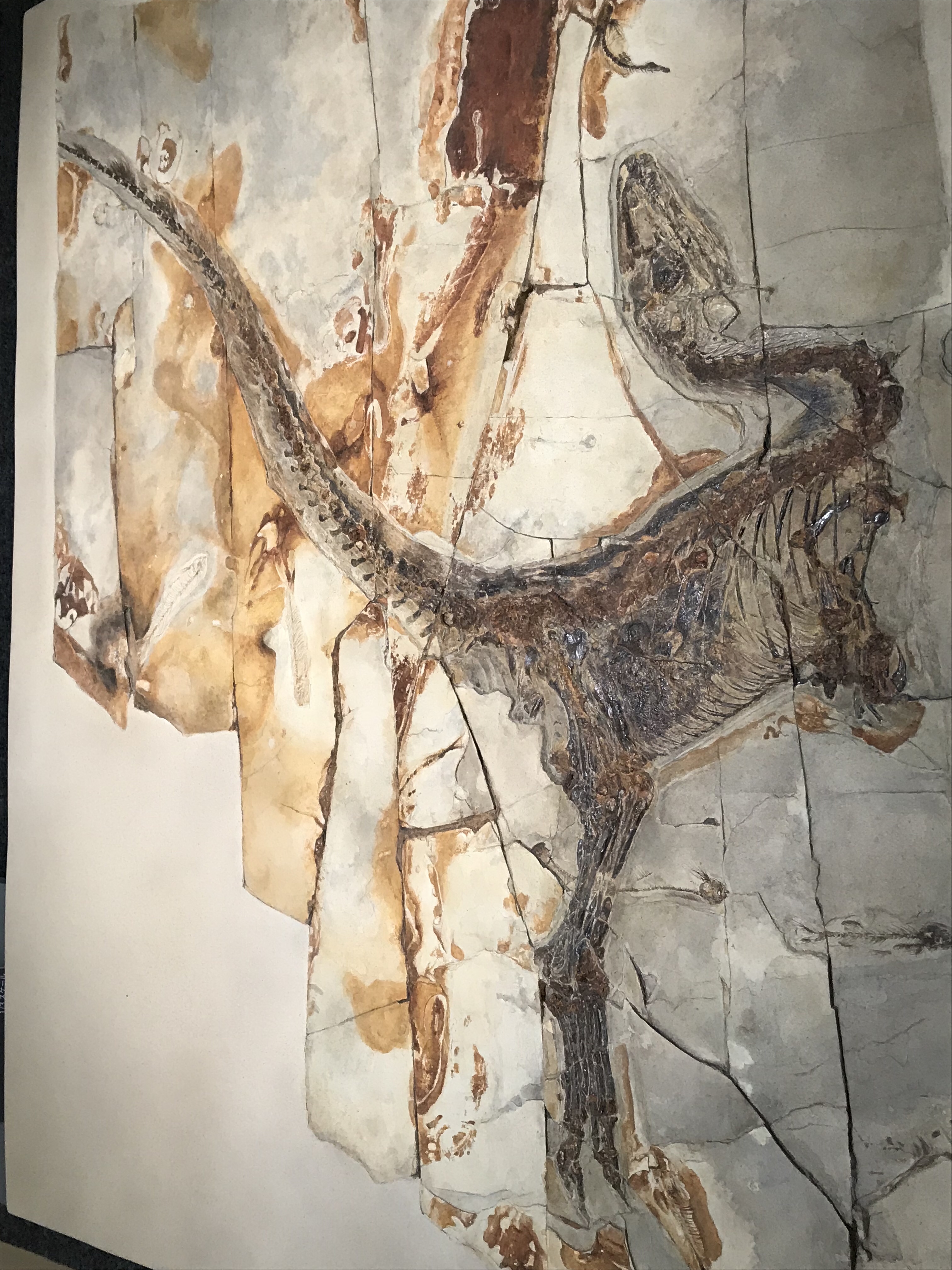 恐竜モニュメント！FRP目が光る、大きめ 赤・羽毛黄色 獣脚類 #3