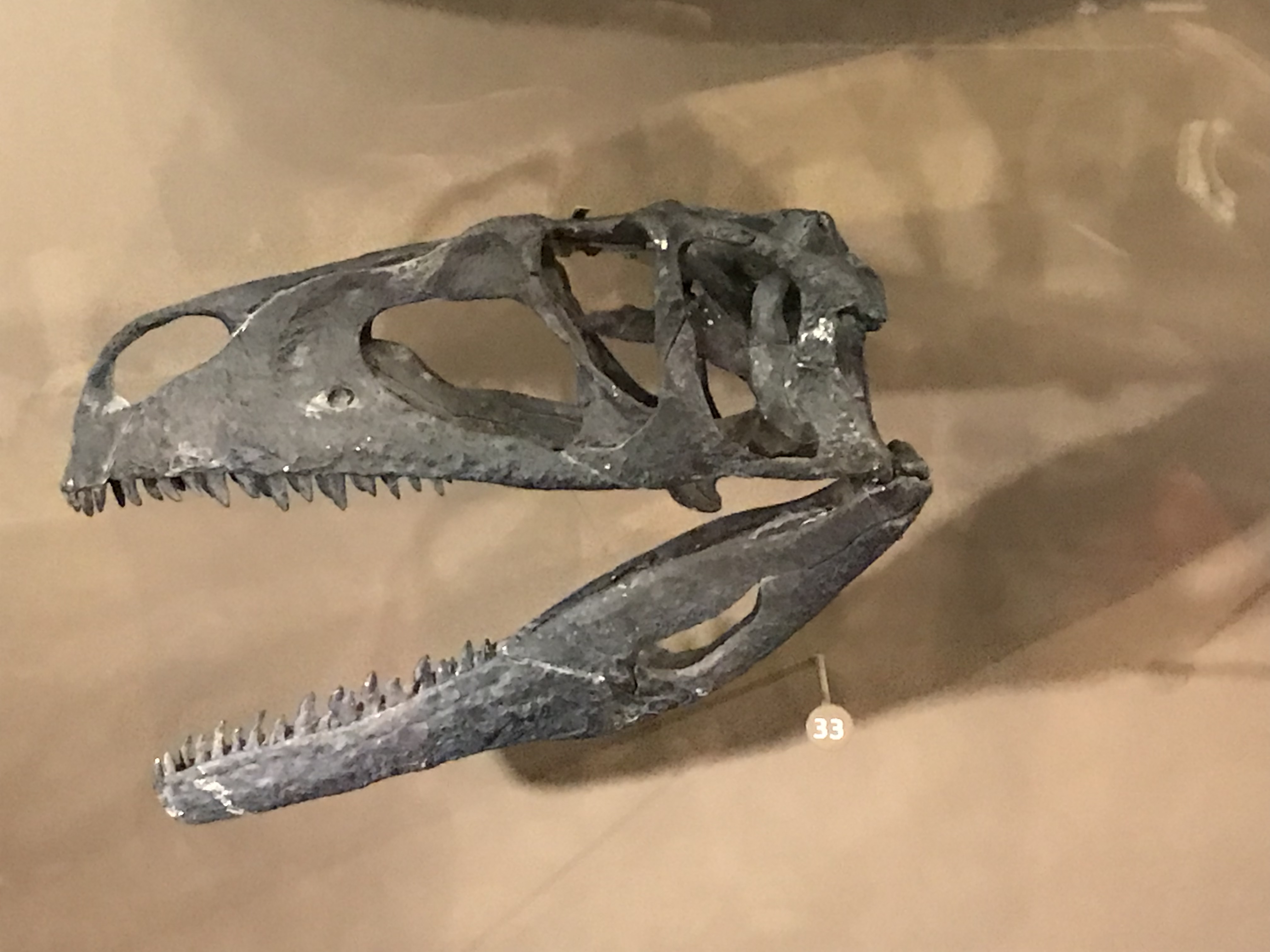 UMNH #7 モリソンの顔 – ケラトプスユウタの恐竜旅行ブログ