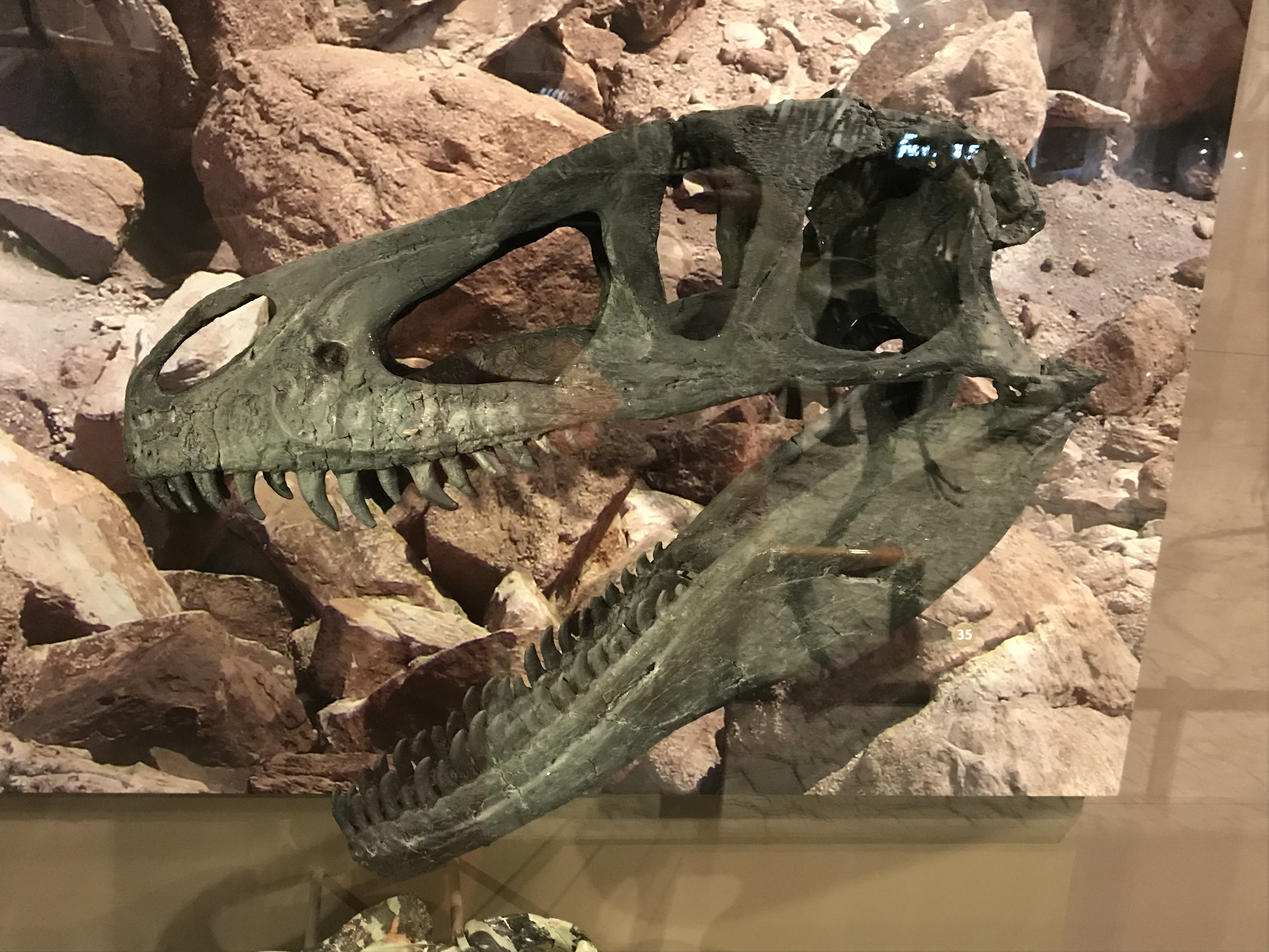 UMNH #7 モリソンの顔 – ケラトプスユウタの恐竜旅行ブログ