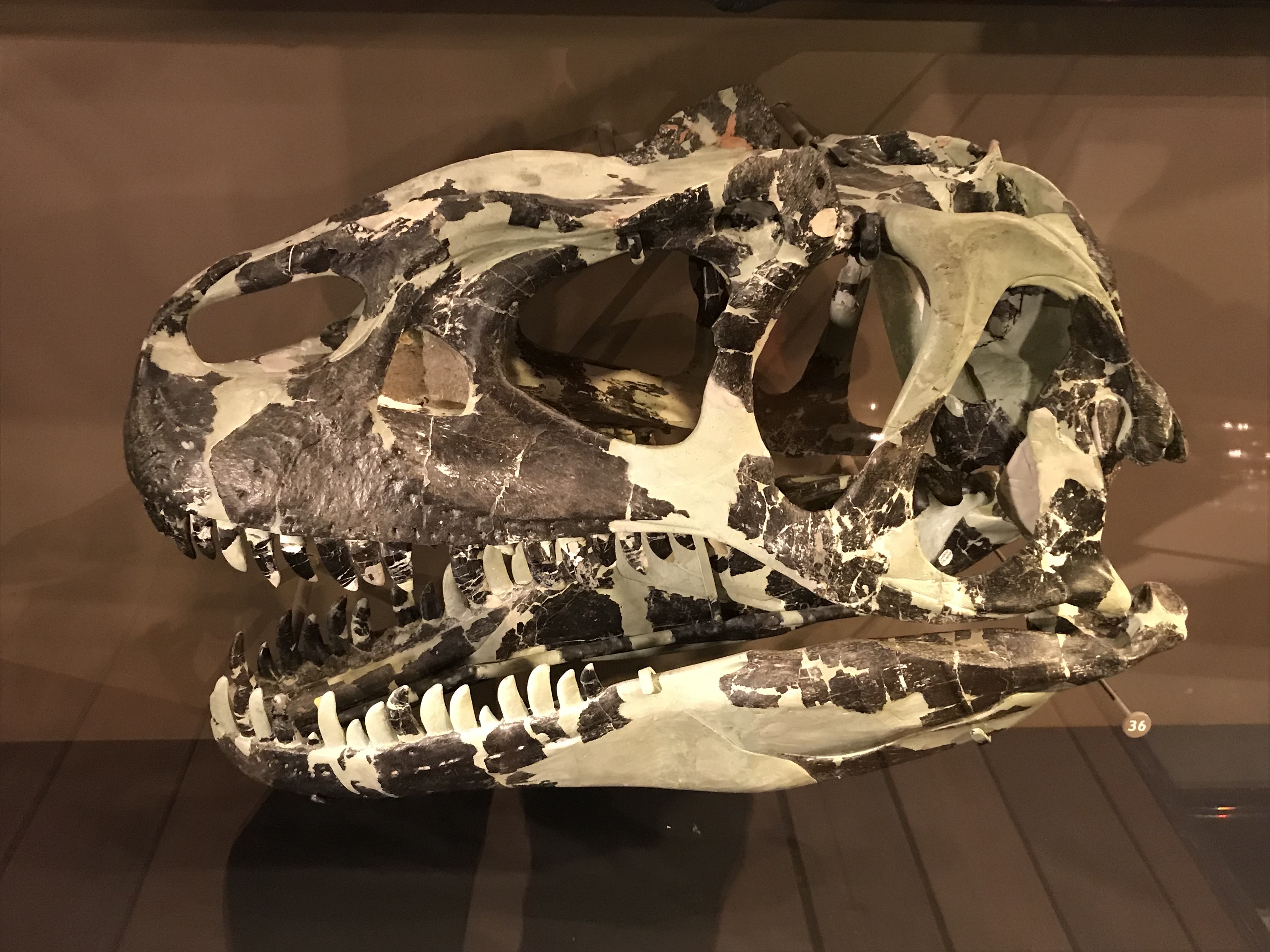 UMNH #7 モリソンの顔 – ケラトプスユウタの恐竜旅行ブログ