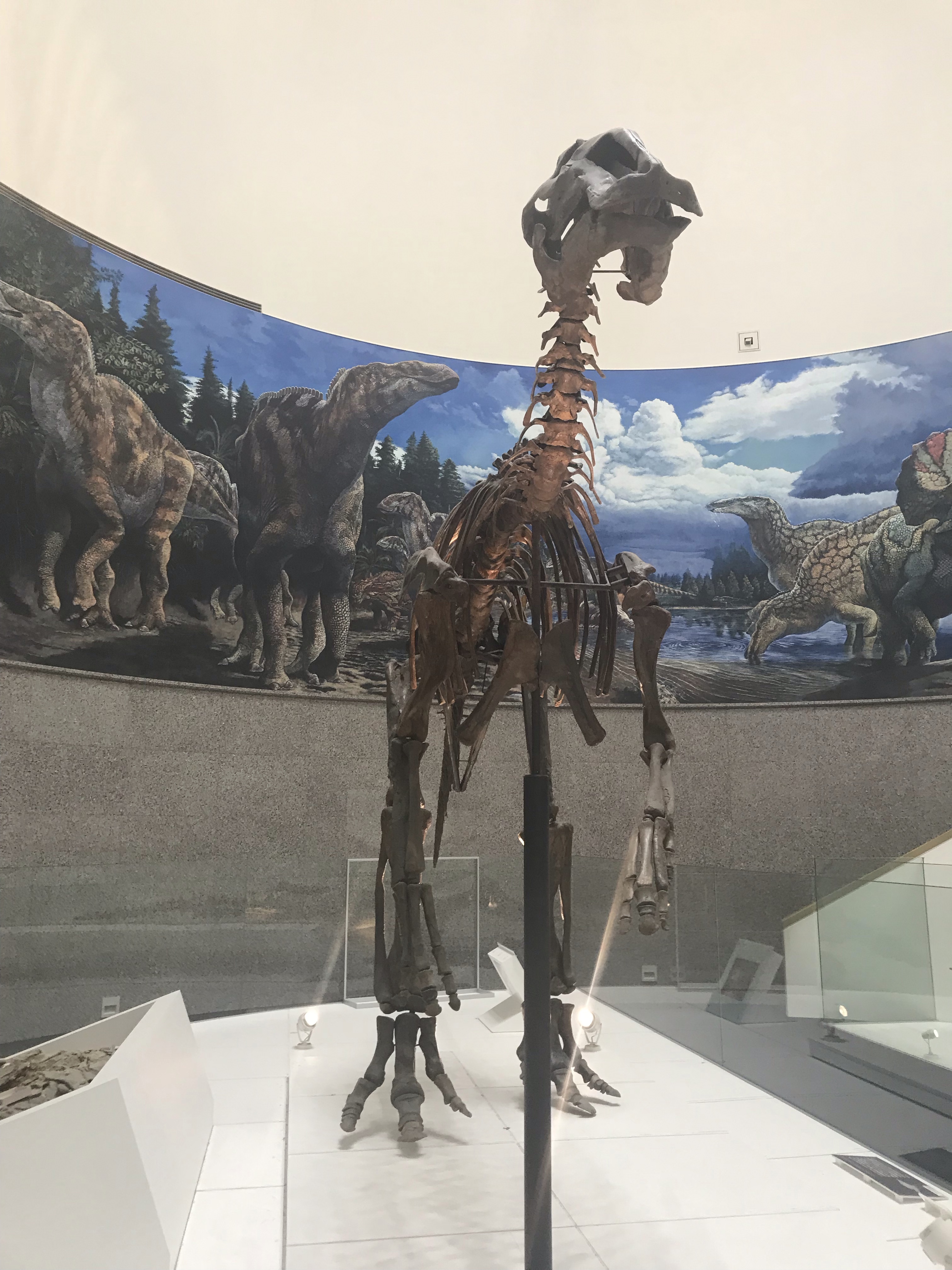 本物 恐竜 エドモントサウルスの助骨 化石 ヘルクリーク層 ネーム