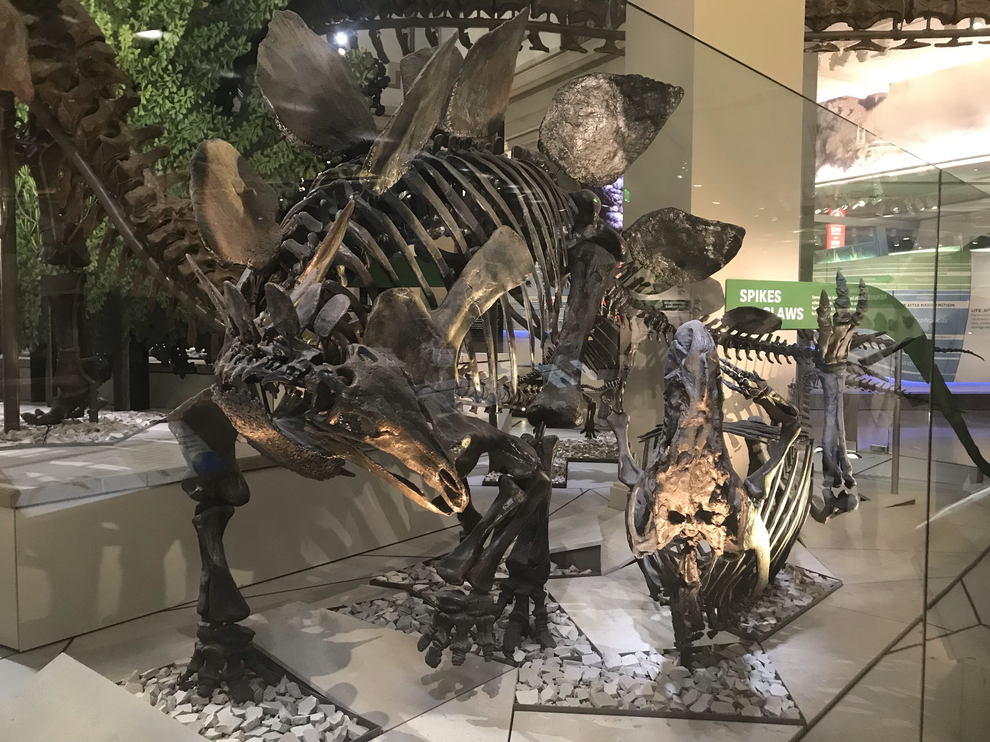 USNM #2 ケラトサウルス、 ステゴサウルスにやられるの巻 – ケラトプス