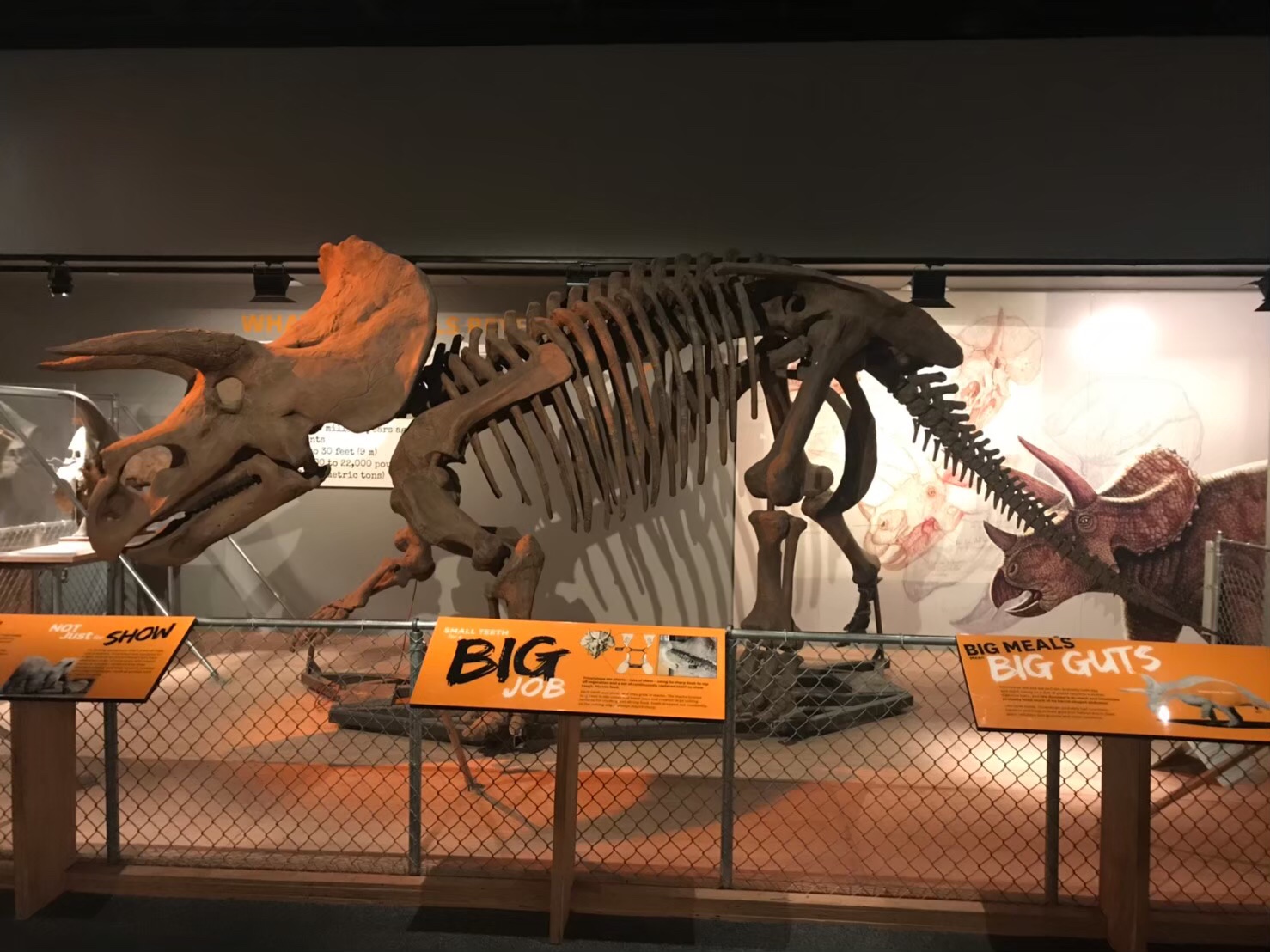 USNM #10 The Last American Dinosaurs – ケラトプスユウタの恐竜旅行