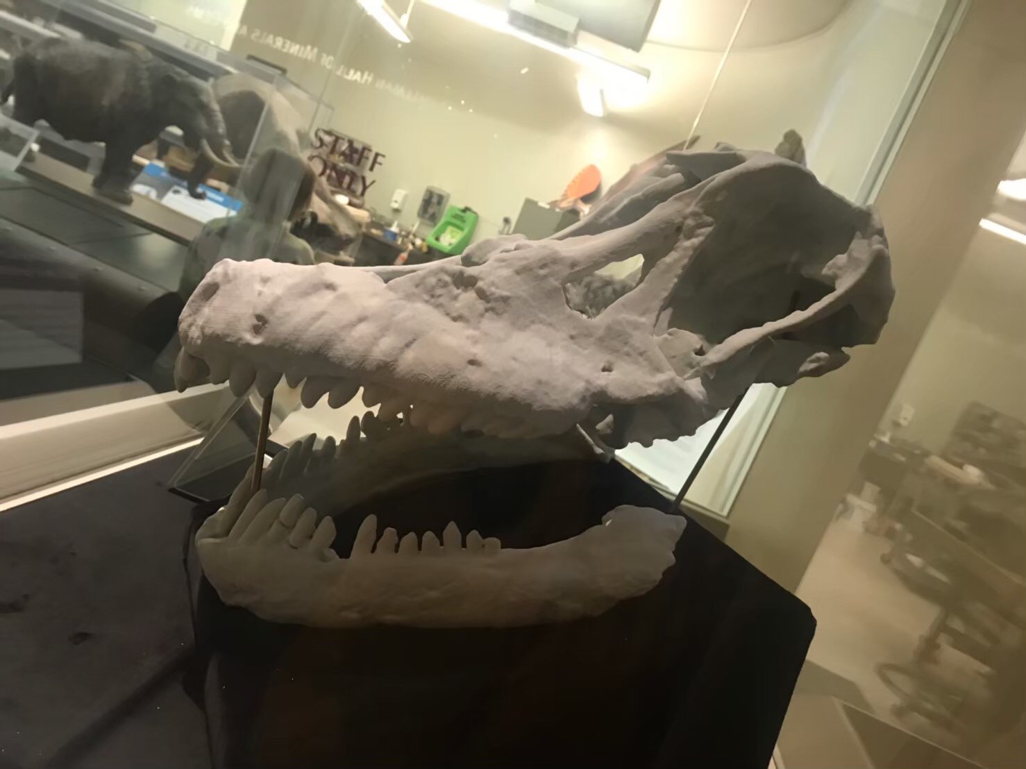 CM カーネギー自然史博物館 #2 PALEOLAB – ケラトプスユウタの恐竜旅行
