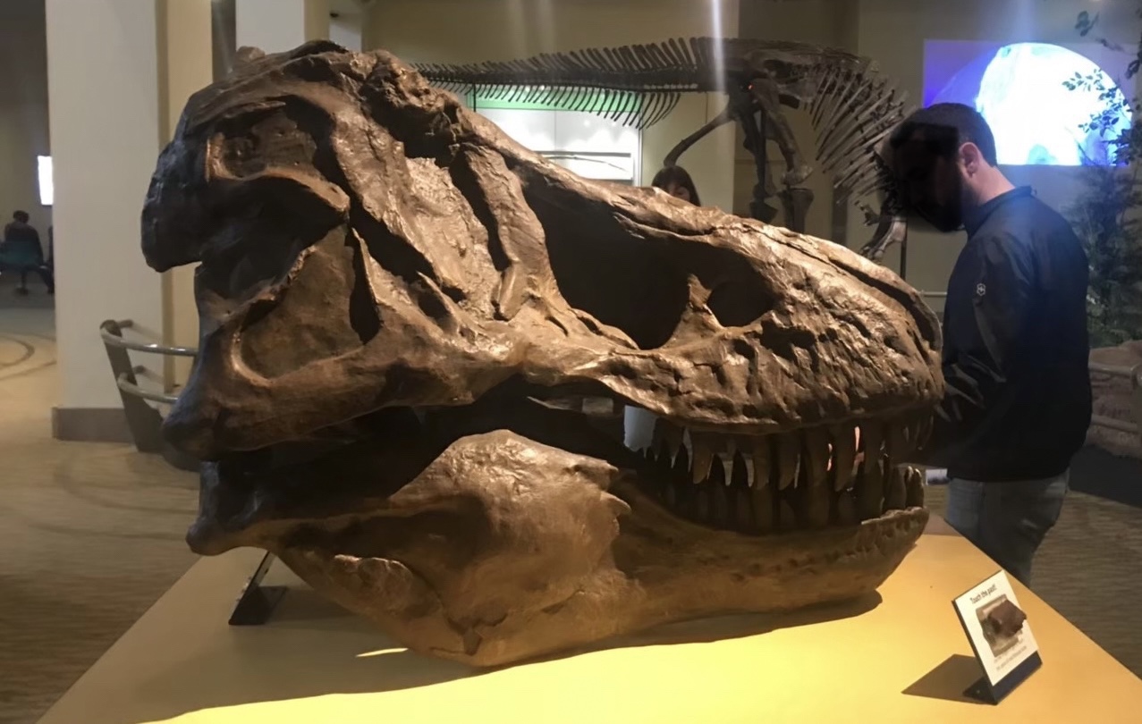 CM カーネギー自然史博物館 #6 Tレックスのホロタイプ – ケラトプス