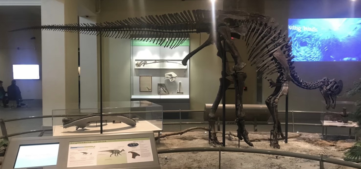 CM カーネギー自然史博物館 #6 Tレックスのホロタイプ – ケラトプス