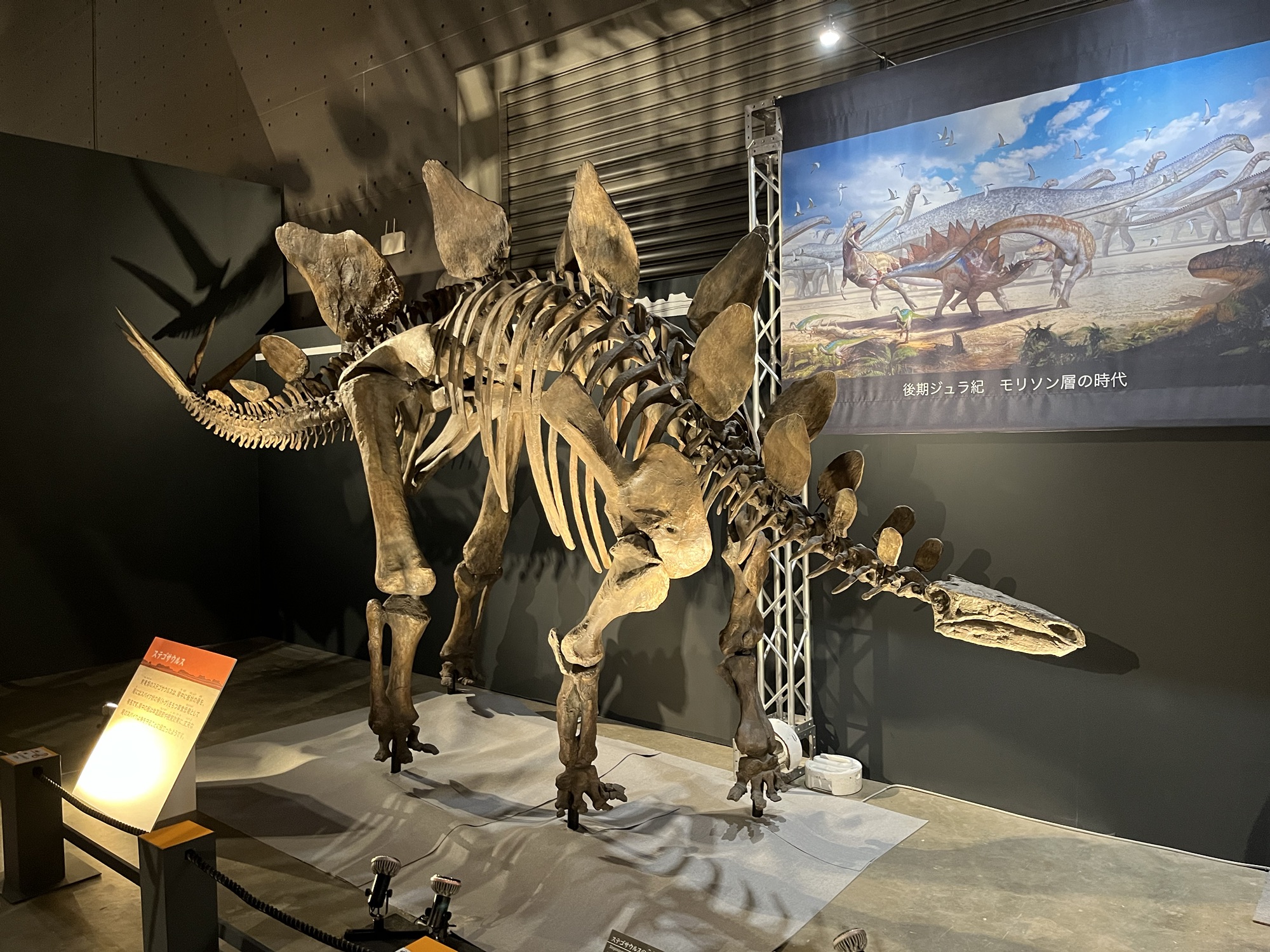 化石 コエロフィシス 歯 [DS394] 恐竜 希少 レア 恐竜の歯コレクター