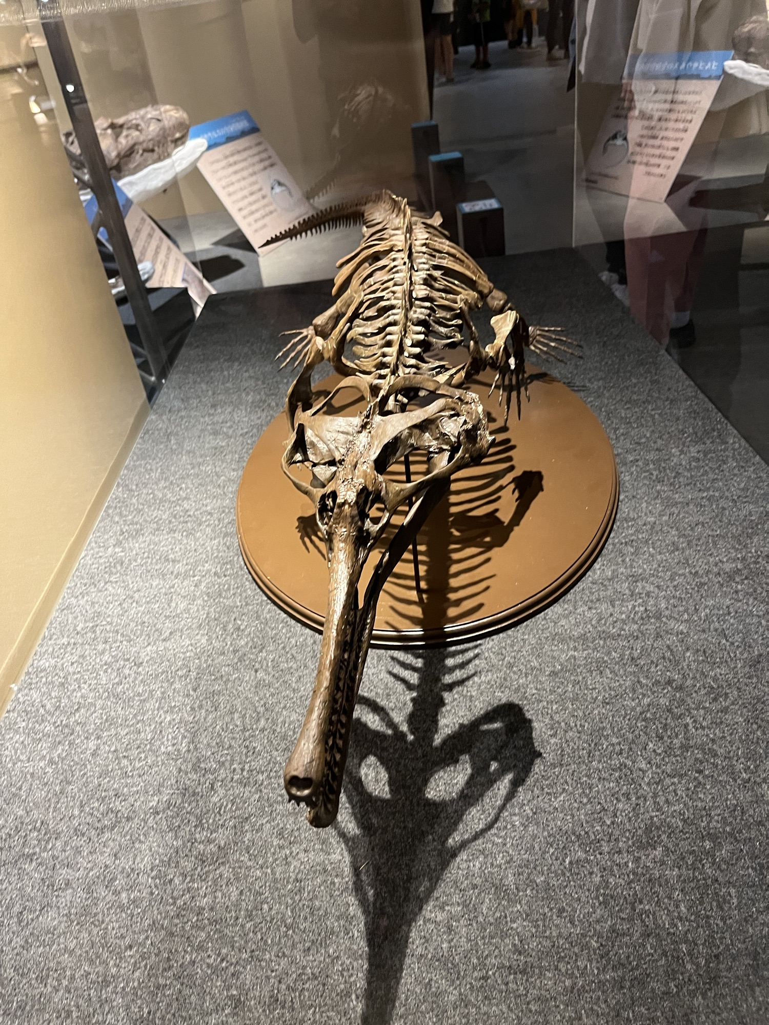 テスケロサウルス – ケラトプスユウタの恐竜旅行ブログ