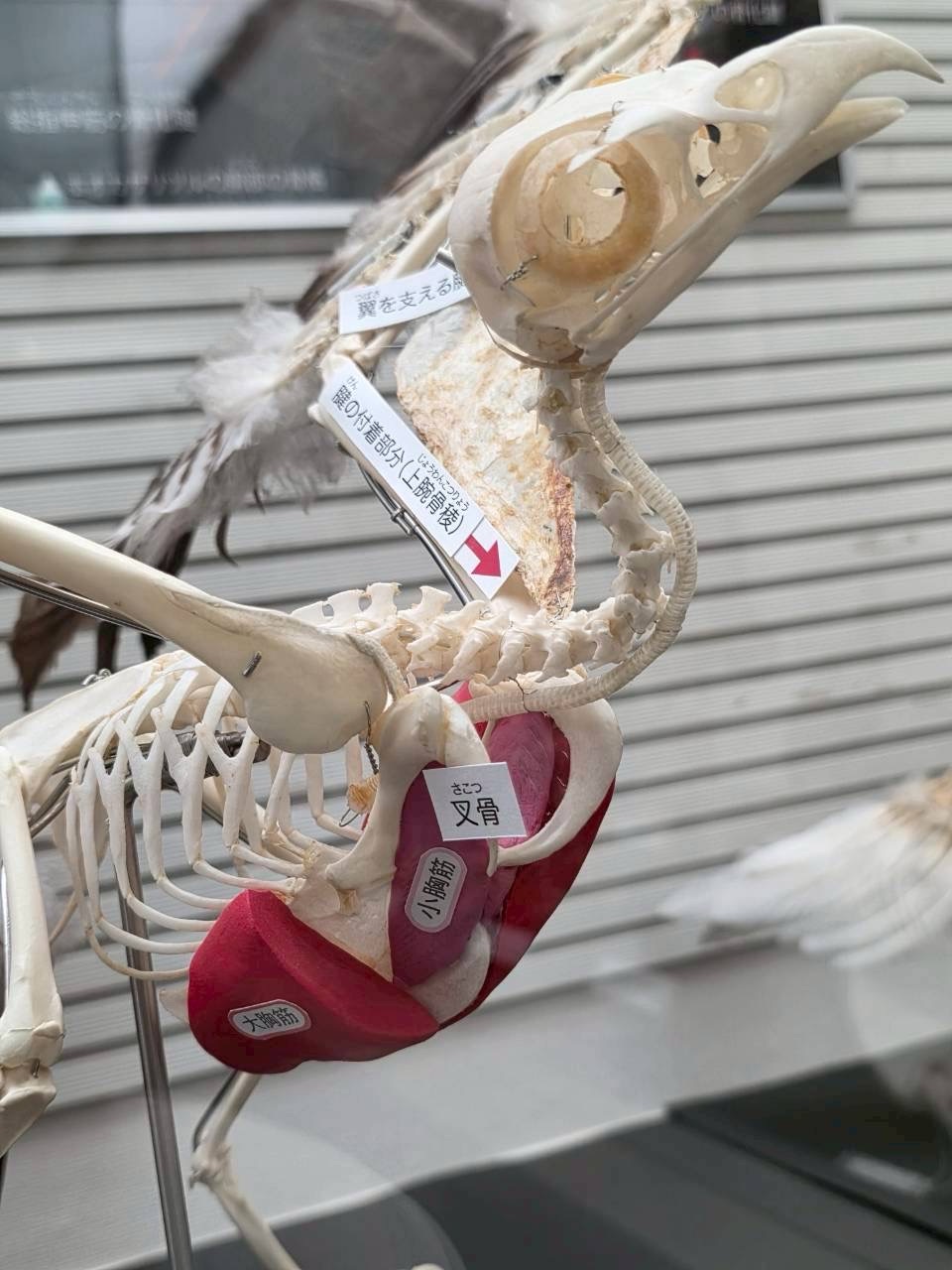とりホネ展－骨からわかる鳥の進化と多様性－ – ケラトプスユウタの