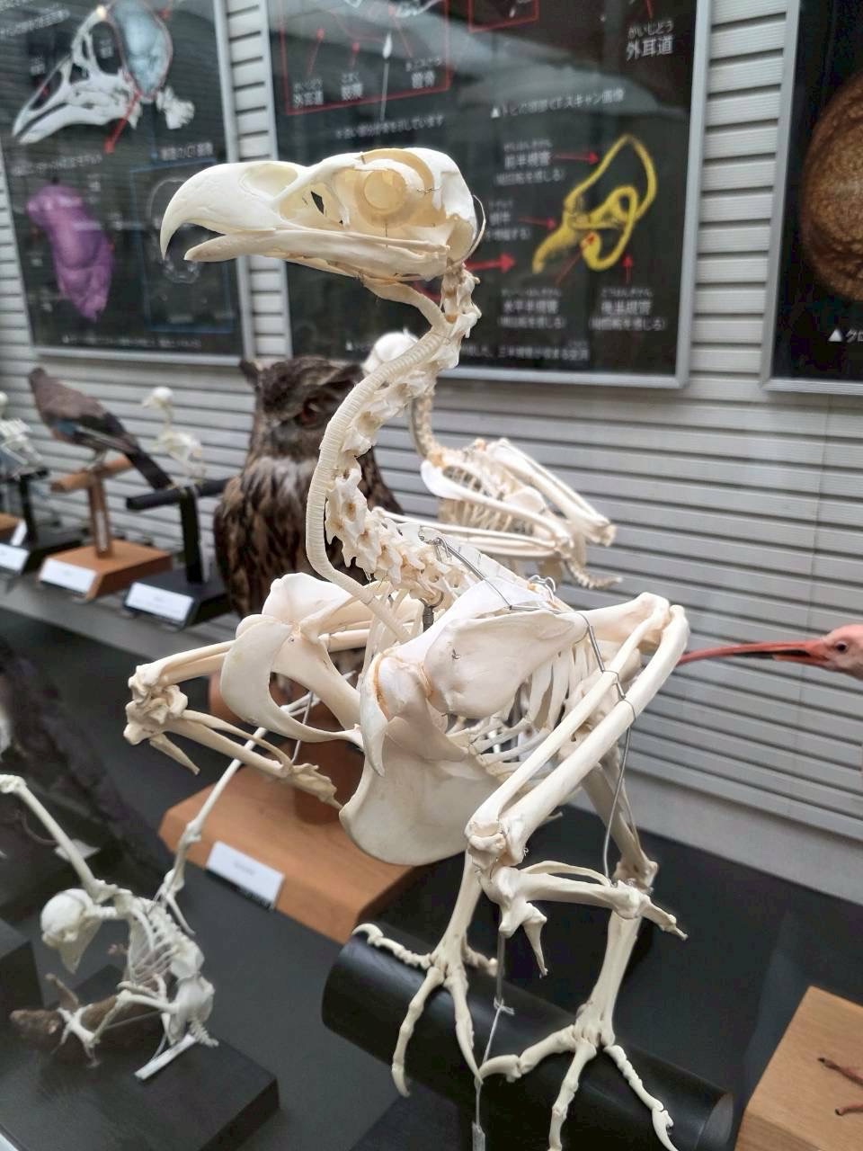 とりホネ展－骨からわかる鳥の進化と多様性－ – ケラトプスユウタの