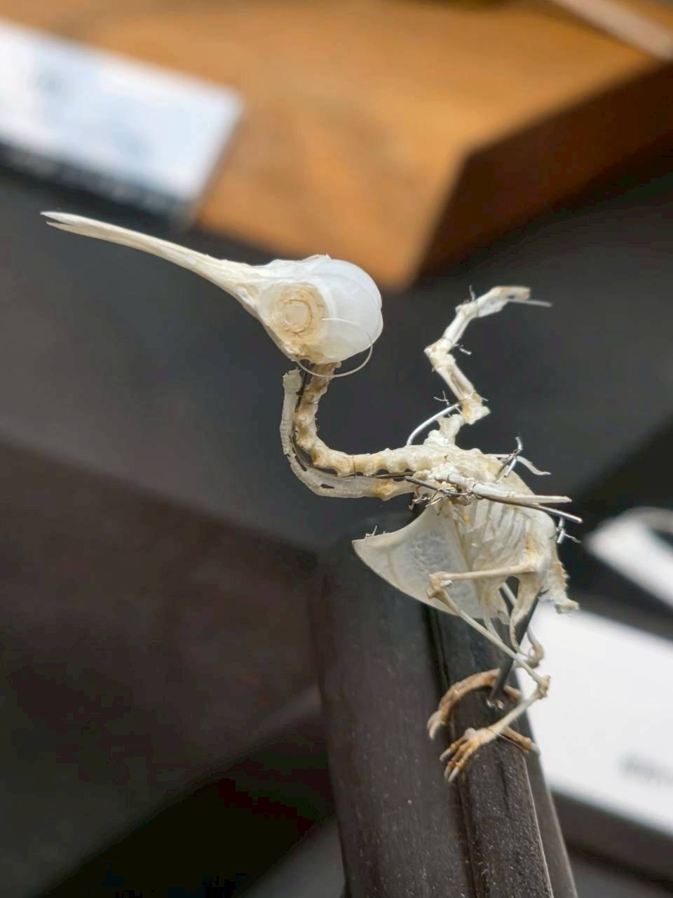 とりホネ展－骨からわかる鳥の進化と多様性－ – ケラトプスユウタの