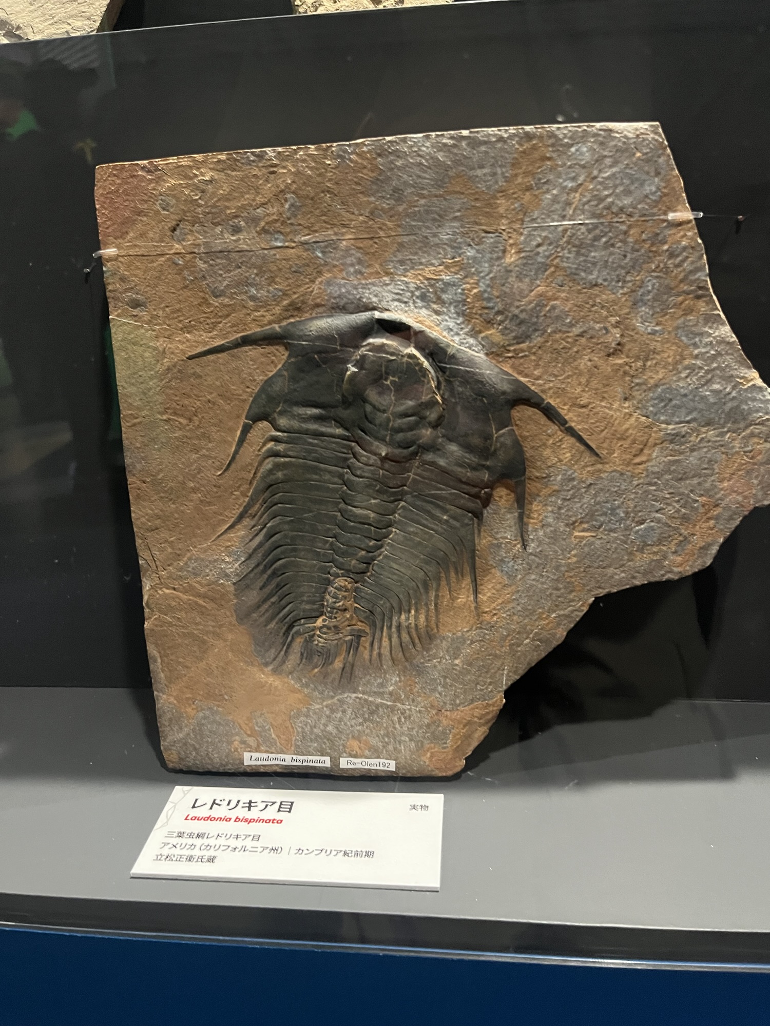 大絶滅展 生命史のビッグファイブ #1 カンブリア爆発とオルドビス紀の