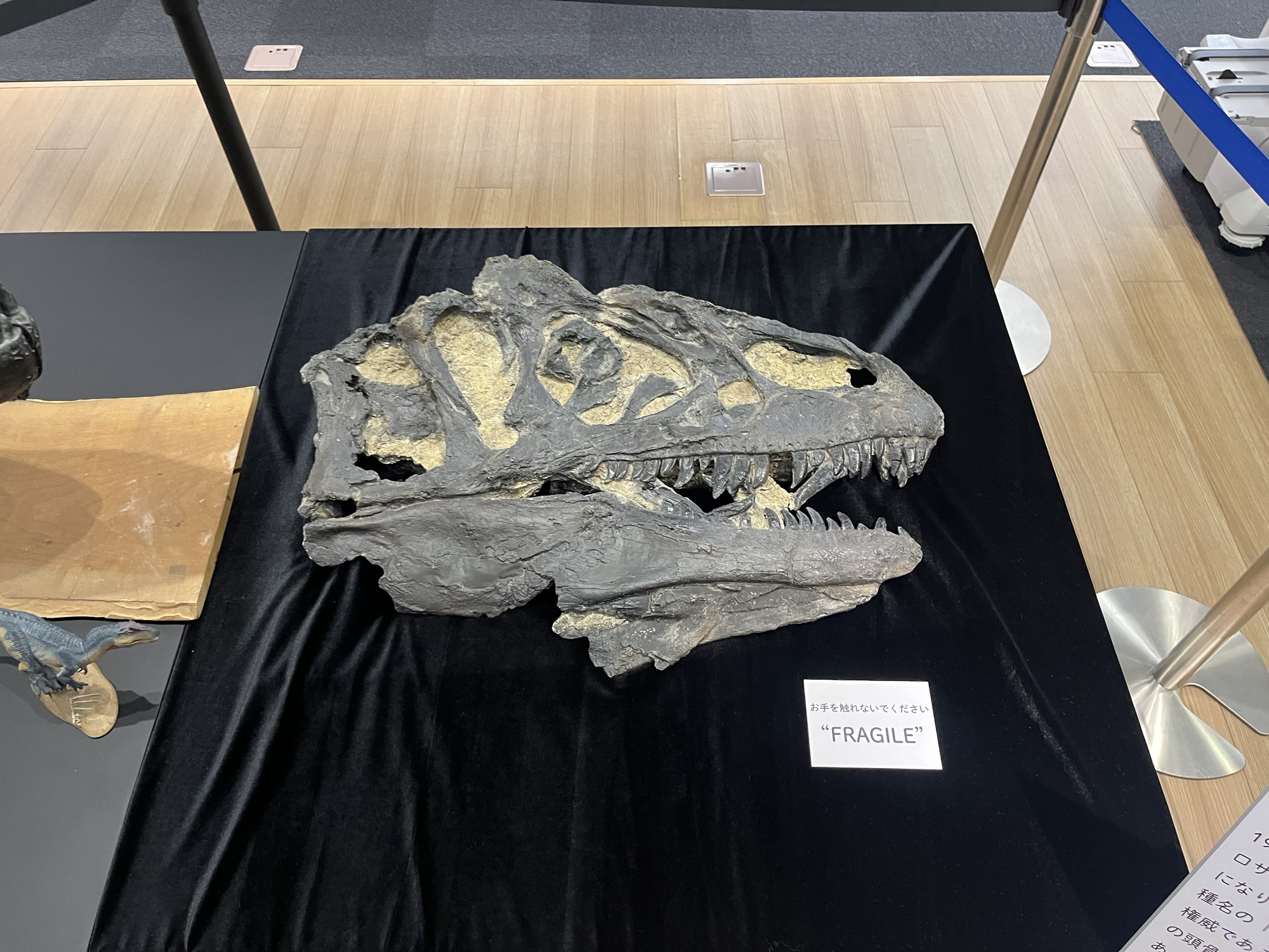 見かたをひろげる、ふしぎな恐竜展 – ケラトプスユウタの恐竜旅行ブログ