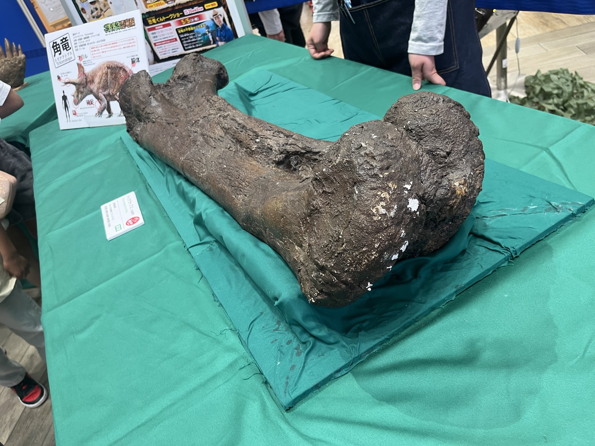 手で触れてみる「真・恐竜の世界」さわれる恐竜展 – ケラトプスユウタ